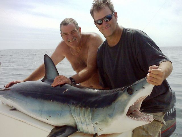 Sharking with bluefish